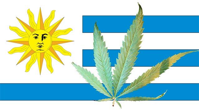 ¡Habla de lo que sea! - uruguay-marihuana