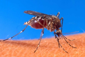 Malaria - Nueva droga