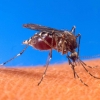 Malaria - Nueva droga